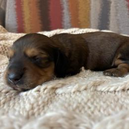 Shade Cream - Cream male Dachshund puppy in Mesa, Arizona from Ruby Desert Doxies