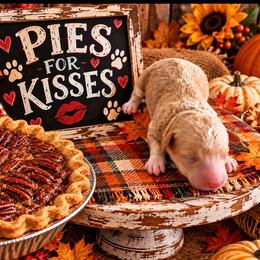 Pecan - Apricot male Goldendoodle puppy in Cherry Tree, Pennsylvania from Plum Creek Acres Next Generation