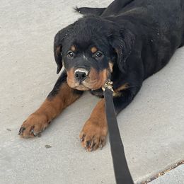 Rottweiler Puppies from GrowlHausRotts