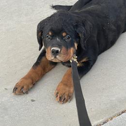 Rottweiler Puppies from GrowlHausRotts