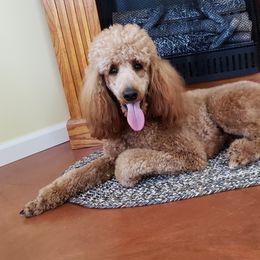 Poodle Puppies from Cedar Hill Ranch