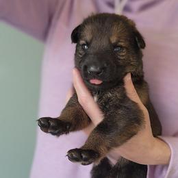 Honey - Sable female German Shepherd puppy in Harwood, Maryland from Reddington Shepherds