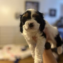 Cavalier King Charles Spaniel, Cavapoo, Maltipoo, and Poodle Puppies from Lainy's Puppies