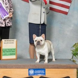 French Bulldogs from Bullies Heaven’s French bulldogs and Bull terriers