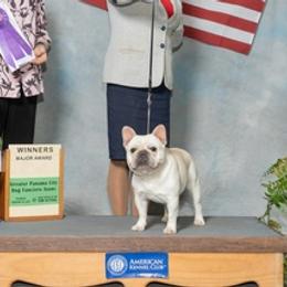 French Bulldogs from Bullies Heaven’s French bulldogs and Bull terriers