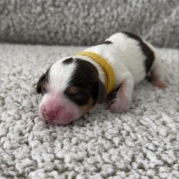 Nico - Piebald male Dachshund puppy in Lawrenceville, Georgia from Chivi Paws