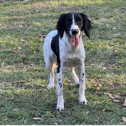 SYREN - English Springer Spaniel