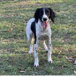 SYREN - English Springer Spaniel