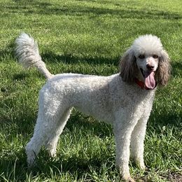 Latte - Poodle