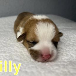 Pembroke Welsh Corgi Puppies from Corgi Lover Crew