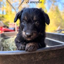 Calamity Jane (Mini Size) - Black female Bordoodle puppy in Mulino, Oregon from Korbella Farm