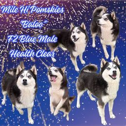Baloo - Pomsky