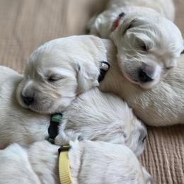 8th Girl - Light golden female Golden Retriever puppy in Decatur, Indiana from Sporting Ridge K9’s