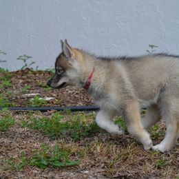 Siberian Husky Puppies from SoFlo Siberians