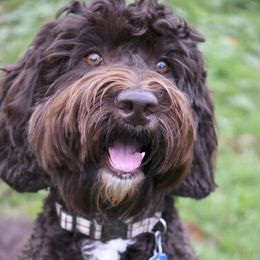 Lucy - Australian Labradoodle