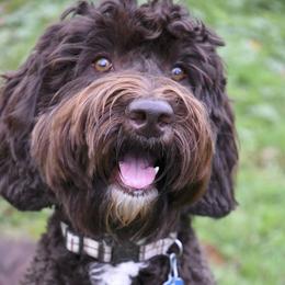 Lucy - Australian Labradoodle