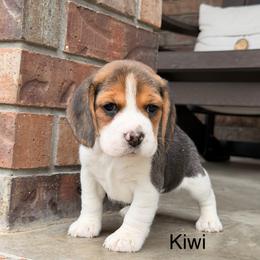 Kiwi - Black tan and white female Beagle puppy in Mansfield, Missouri from Rippee Creek Kennel