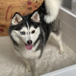 Toodles - Pomsky
