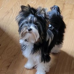 Thunder - Yorkshire Terrier