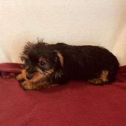 Bella - Black and gold female Yorkshire Terrier puppy in Marion, Indiana from Regal Yorkie