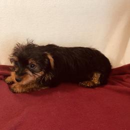 Bella - Black and gold female Yorkshire Terrier puppy in Marion, Indiana from Regal Yorkie