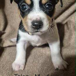 Talon - White and black male Teddy Roosevelt Terrier puppy in Murray, Kentucky from Froschwald German Shepherds and Xanadu Teddy Roosevelt Terriers