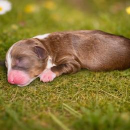 Magnolia - Red & white female Toy Australian Shepherd puppy in Princeton, Louisiana from Legacy Hill Aussies