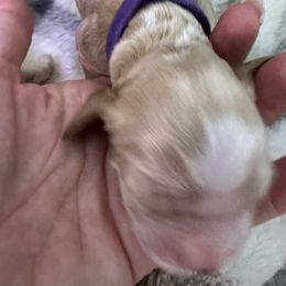 Purple - Buff and white female Cocker Spaniel puppy in Justin, Texas from Flud Farm Cocker Spaniels