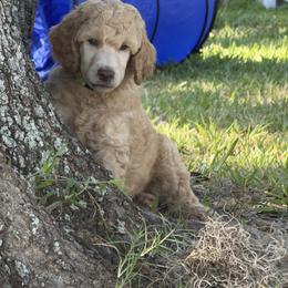 Aveline - Apricot female Poodle puppy in La Belle, Florida from Shieldwall Kennels