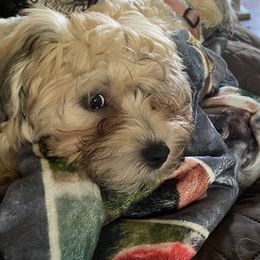 Havanese Puppies from Homefull of Havanese