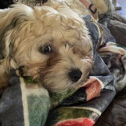 Havanese Puppies from Homefull of Havanese