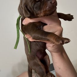 Roxy - Red and rust female Doberman Pinscher puppy in Newberg, Oregon from De Mata Dobermann Kennel