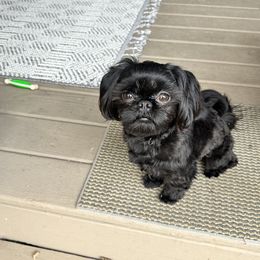 Kerwin - Shih Tzu