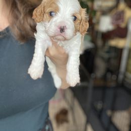 Cavalier King Charles Spaniel and Cavapoo Puppies from Larisa's Cavaliers