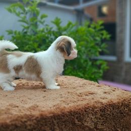Cavachon, Cavalier King Charles Spaniel, Cavapoo, and Havanese Puppies from Peaks Pups & Cavachon Love Chocolate Cavaliers, Cavaliers, Cavachon’s, Cavapoos & Havanese