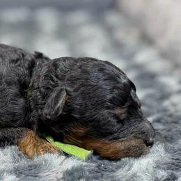 Toffee - Phantom male Poodle puppy in Arlington, Washington from Golden Vista Dogs LLC