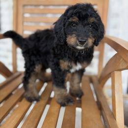 Bernedoodle and Irish Doodle Puppies from Boutique Bernedoodles & Co.