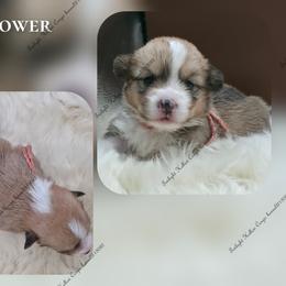 Flower - Red female Pembroke Welsh Corgi puppy in Charleroi, Pennsylvania from Twilight Hollow Corgis