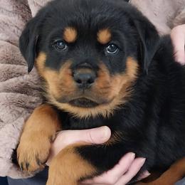 Rottweiler Puppies from Irish Eyes Kennels