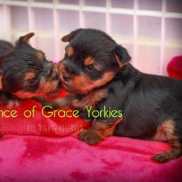 Yorkshire Terrier Puppies from Essence of Grace Yorkies