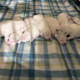 Male 2 - White and lemon male Dalmatian puppy in Louisa, Virginia from Dalmatian Creation LLC