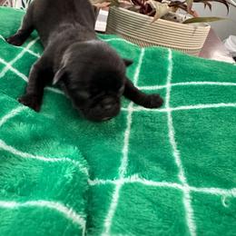 Pug Puppies from Masters Pugs