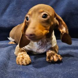 Ivan - Piebald male Dachshund puppy in Tower City, Pennsylvania from Stoney Mountain Mini Doxies