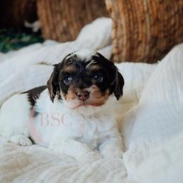 Green collar boy - Brown white and tan male Cockapoo puppy in Missoula, Montana from Big Sky Cockapoos