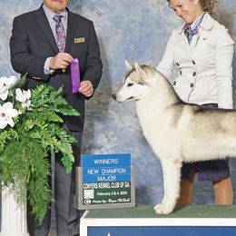 Shaker - Siberian Husky