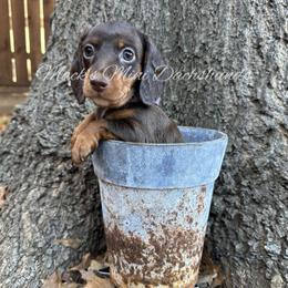 Virginia - Chocolate and tan female Dachshund puppy in Frisco, Texas from Macks Mini Dachshunds