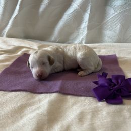 Purple Collar Female - Parti female Goldendoodle puppy in Bradenton, Florida from Suncoast Goldendoodles