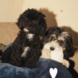 Poodle Puppies from Avcpoodles