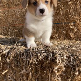 Pembroke Welsh Corgi Puppies from Whistling Wind Corgi’s