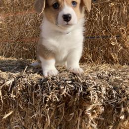 Pembroke Welsh Corgi Puppies from Whistling Wind Corgi’s